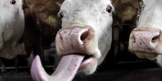 Cow