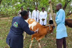 Anthrax vaccination