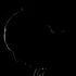 Pope Francis dark silhouette