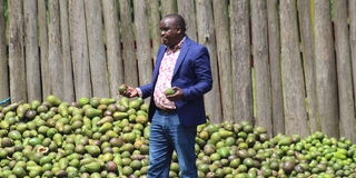 Avocado farming