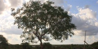 Tree of life