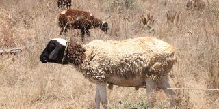 Sheep