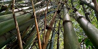 DNBamboo0605n