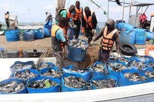 Fish farming