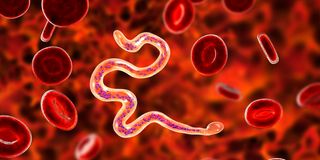 Roundworm