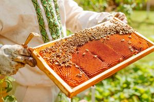 Beekeeping