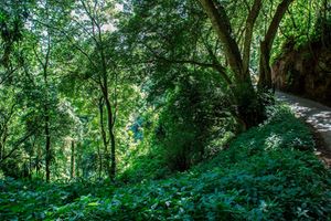 Nyekweri Forest