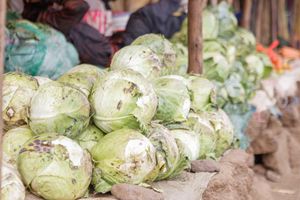 Cabbage