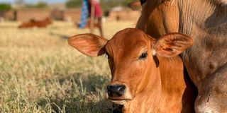 Calf