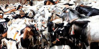 Livestock