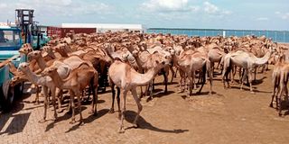 Camels