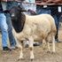 Dorper sheep